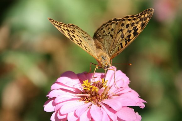 Schmetterling-Fluegel